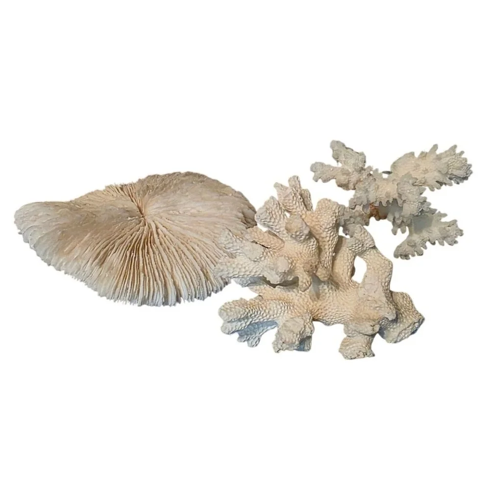 Natural Coral Specimen Trio For Home Décor 2